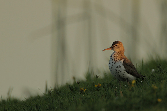 Spotted Sandpiper