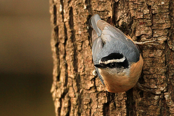 Red-breasted Nuthatch