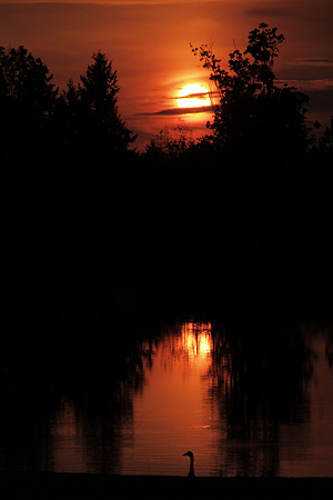 Reflective Sunset