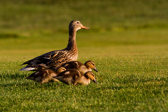 Mallard Hen With Ducklings