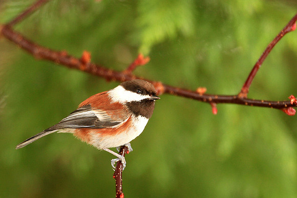 Chestnut-backed Chickadee