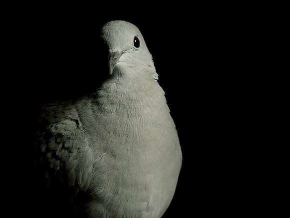 Honey Boy The Dove