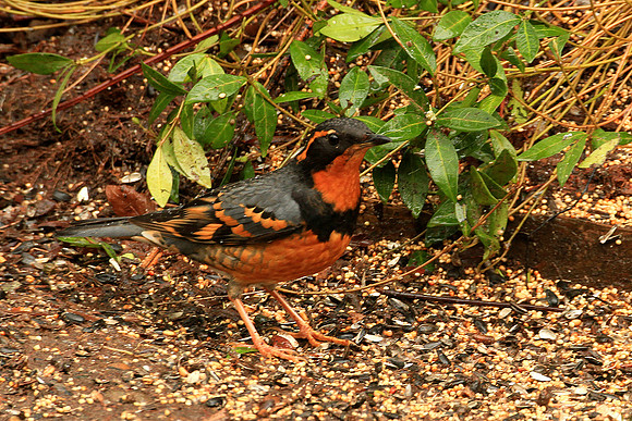 Varied Thrush