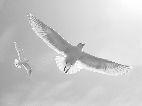Soaring Seagulls