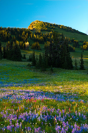 Yakima Park - Mt. Rainier