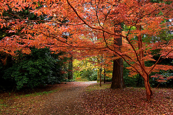 Autumn Walkway