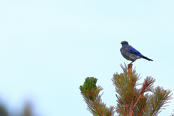 Mountain Bluebird