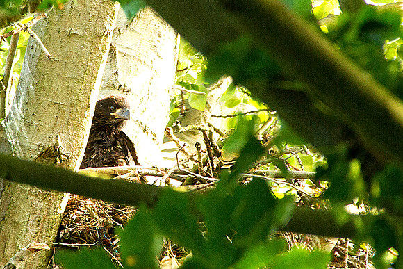 Young Bald Eagle