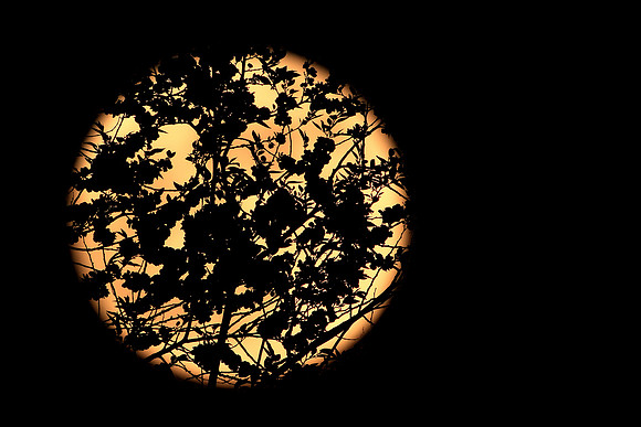 Super Moon