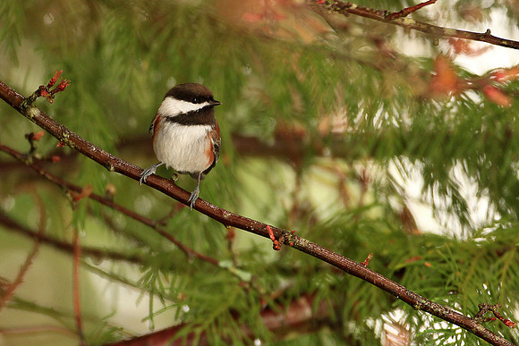 Chestnut-backed Chickadee
