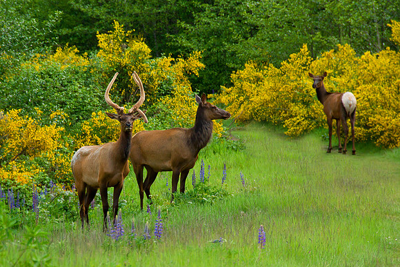 Roosevelt Elk