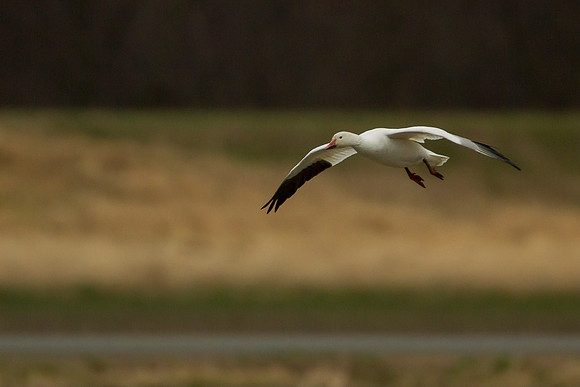 Snow Goose