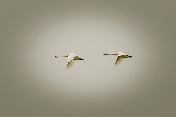 Trumpeter Swans