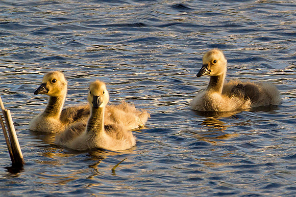 Canadian Geese - Goslings