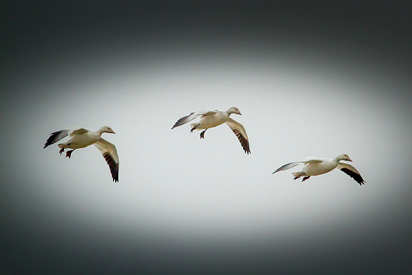 Snow Geese