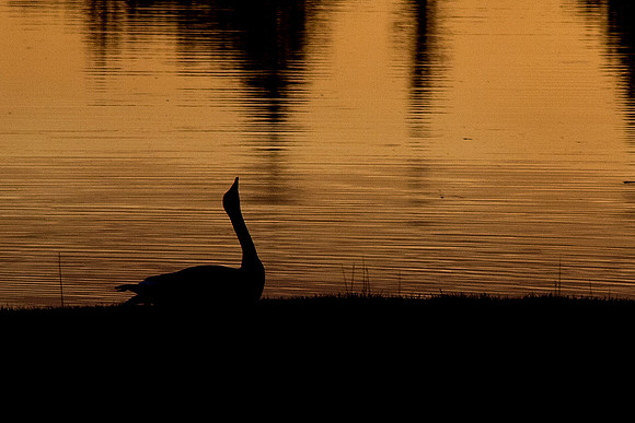 Goose At Sunset