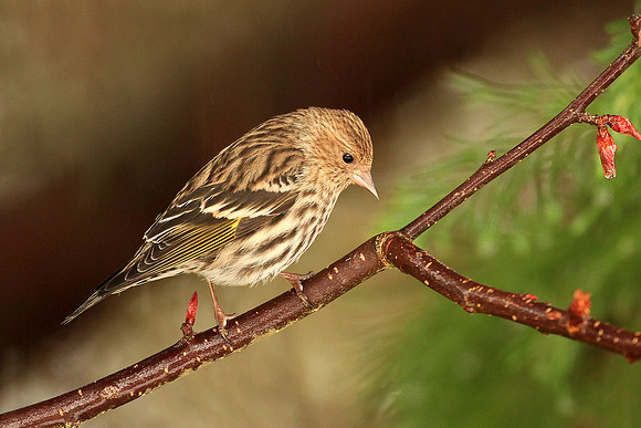 Pine Siskin