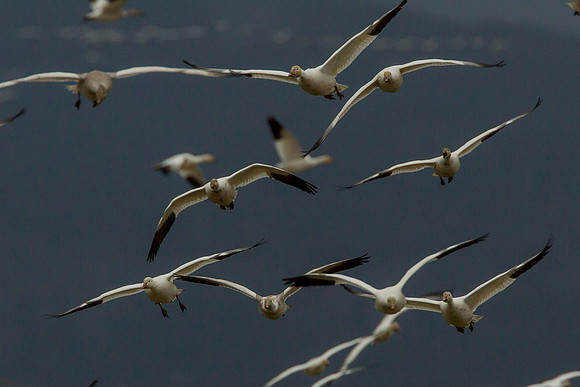 Snow Geese
