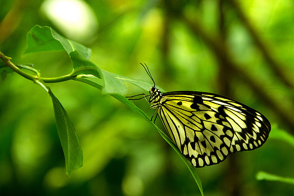 Butterfly