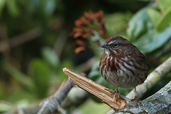 Song Sparrow