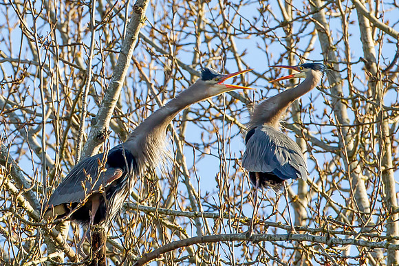 Great Blue Herons
