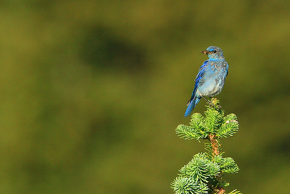 Mountain Bluebird