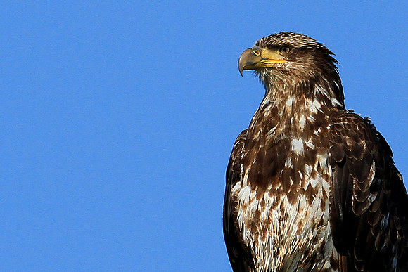 Young Bald Eagle