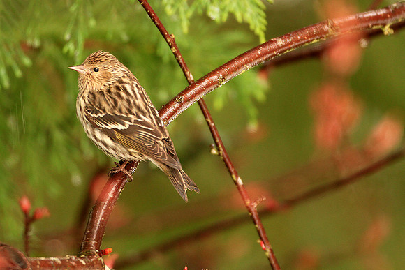 Pine Siskin