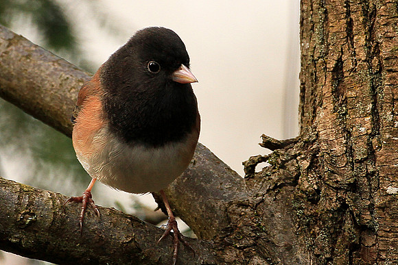 Dark-eyed Junco