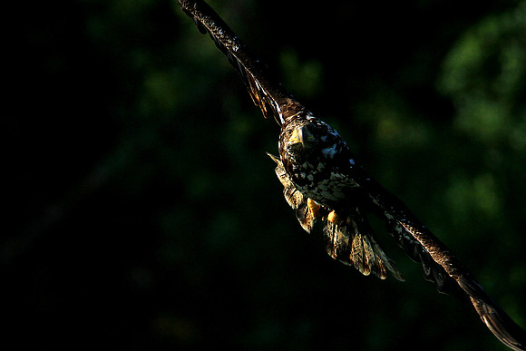 Young Bald Eagle