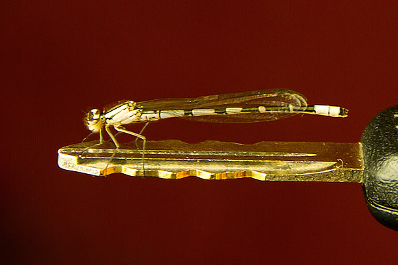 Damselfly
