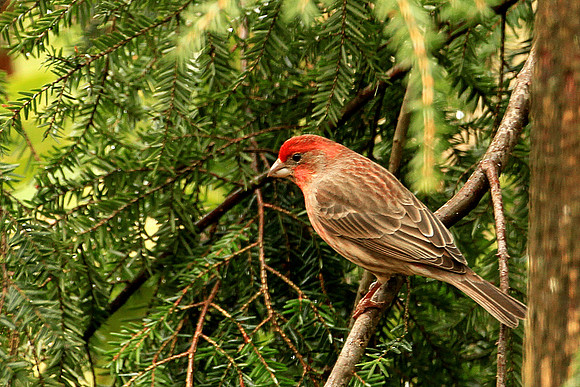 House Finch - Male