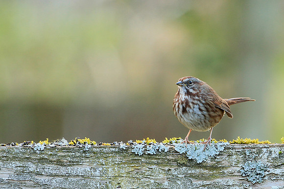 Song Sparrow