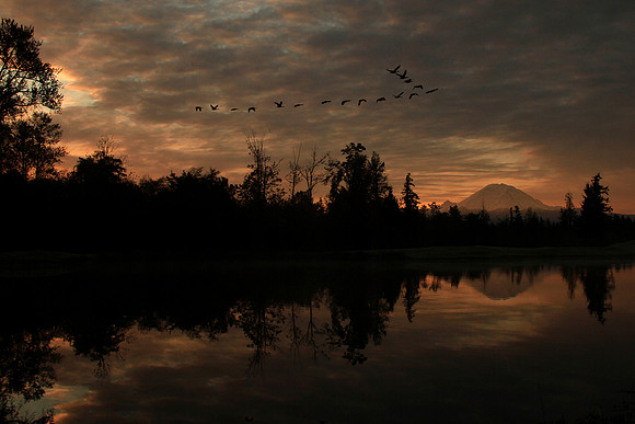 Mt. Rainier Sunrise With Geese