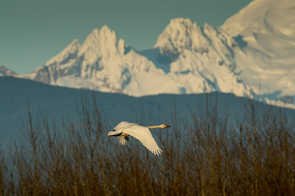 Trumpeter Swan & Mt. Baker