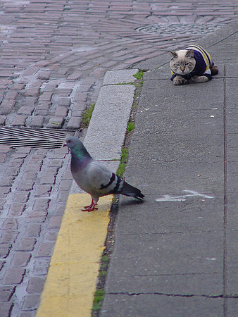Pigeon & Cat