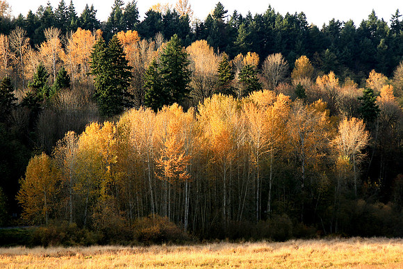 White Birch In Autumn