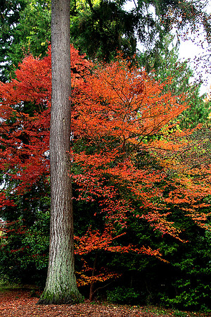 Autumn Foliage
