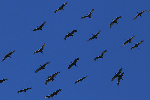 Sandhill Cranes