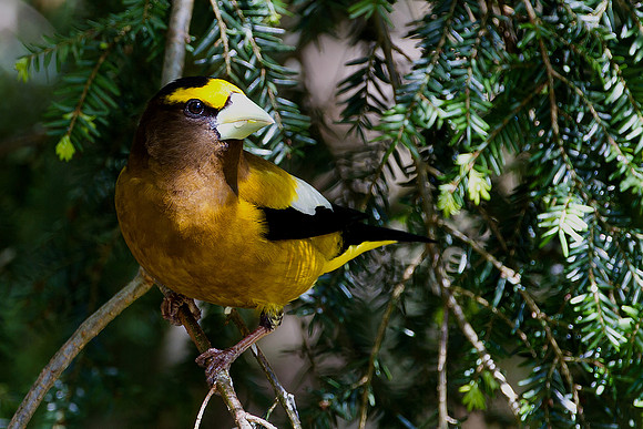 Evening Grosbeak