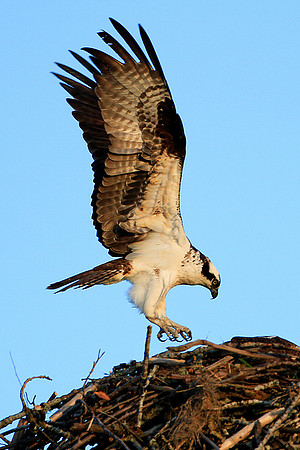 Osprey In Nest
