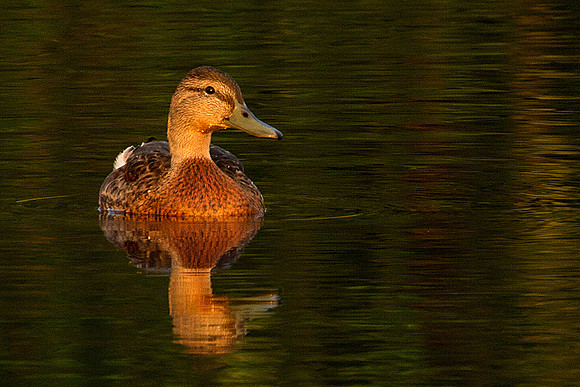 Mallard Hen