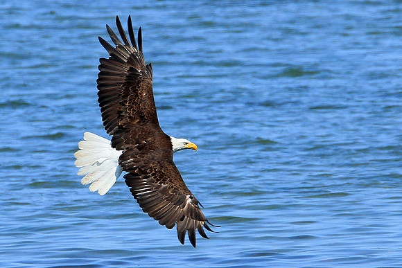 Bald Eagle