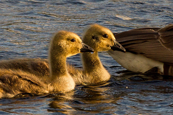 Canadian Geese - Goslings