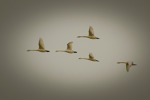 Trumpeter Swans