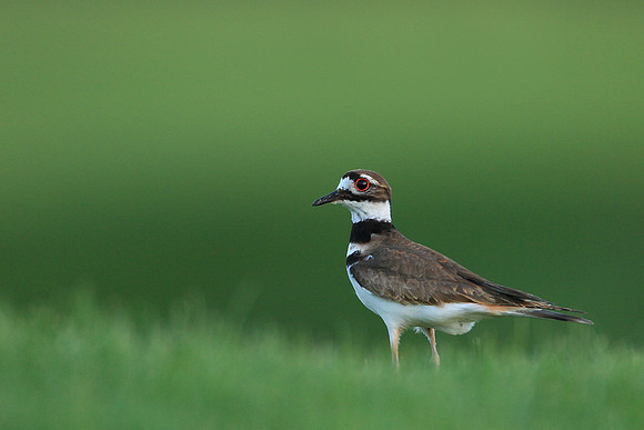 Killdeer