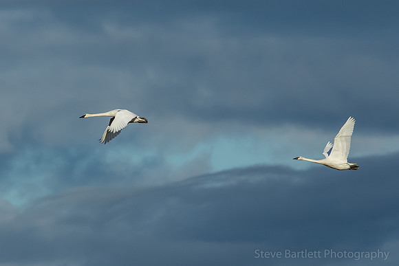 Trumpeter Swans