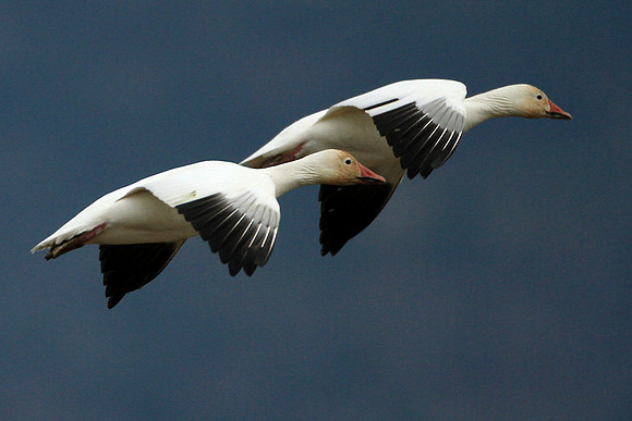Snow Geese In Flight