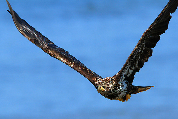 Young Bald Eagle