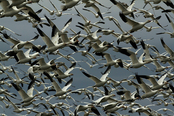 Snow Geese In Flight